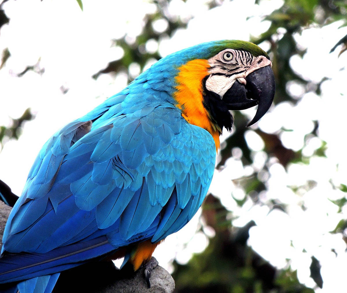 A blue and yellow macaw on a tree in Iquitos, Peru