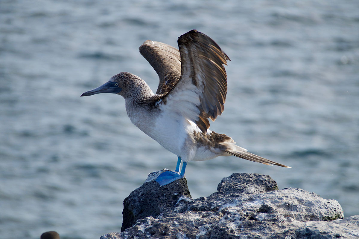 A white and gray bird with blue feet, the blue footed booby, standing on a rock.