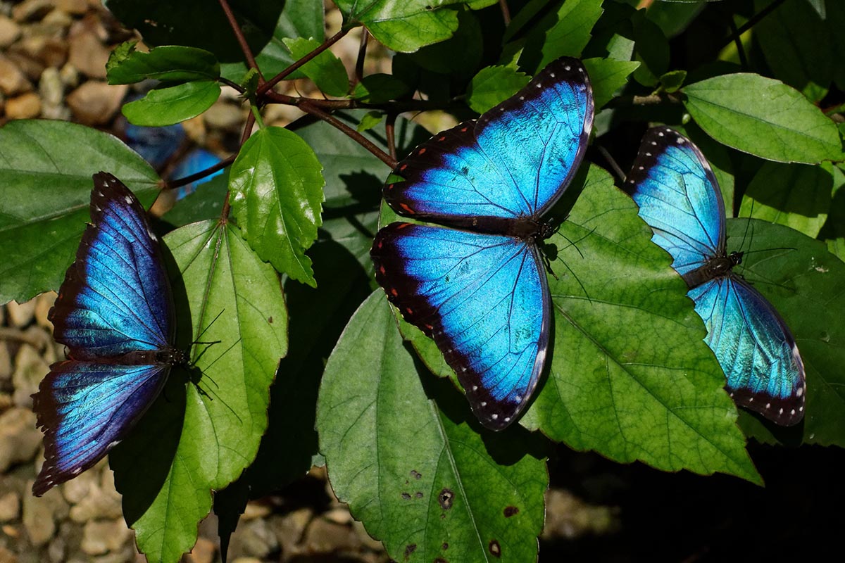 Three vibrant blue butterflies on green leaves in the Amazon Rainforest.