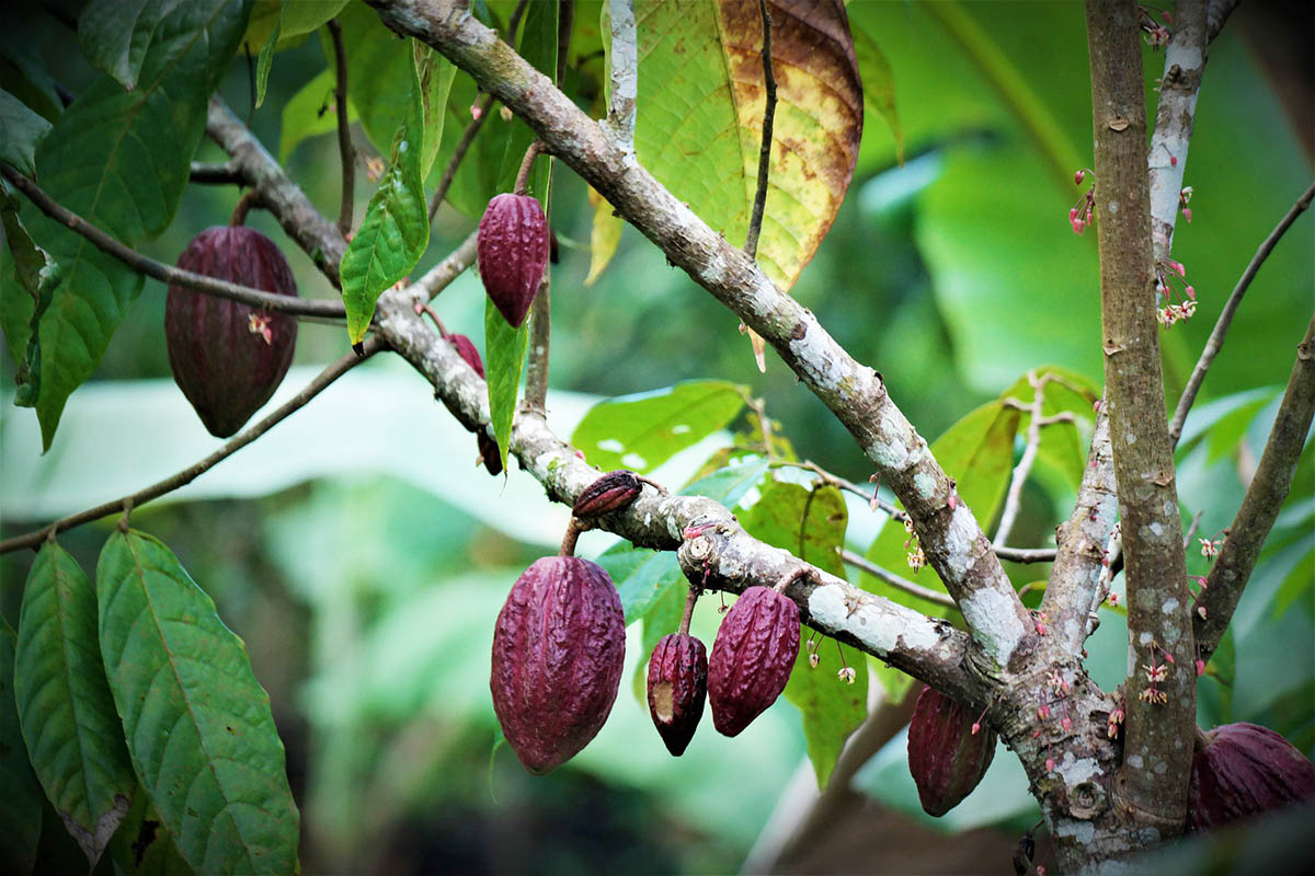 Brown pod-like cacao fruit growing on a theobroma cacao tree with green leaves that grows in Peru.