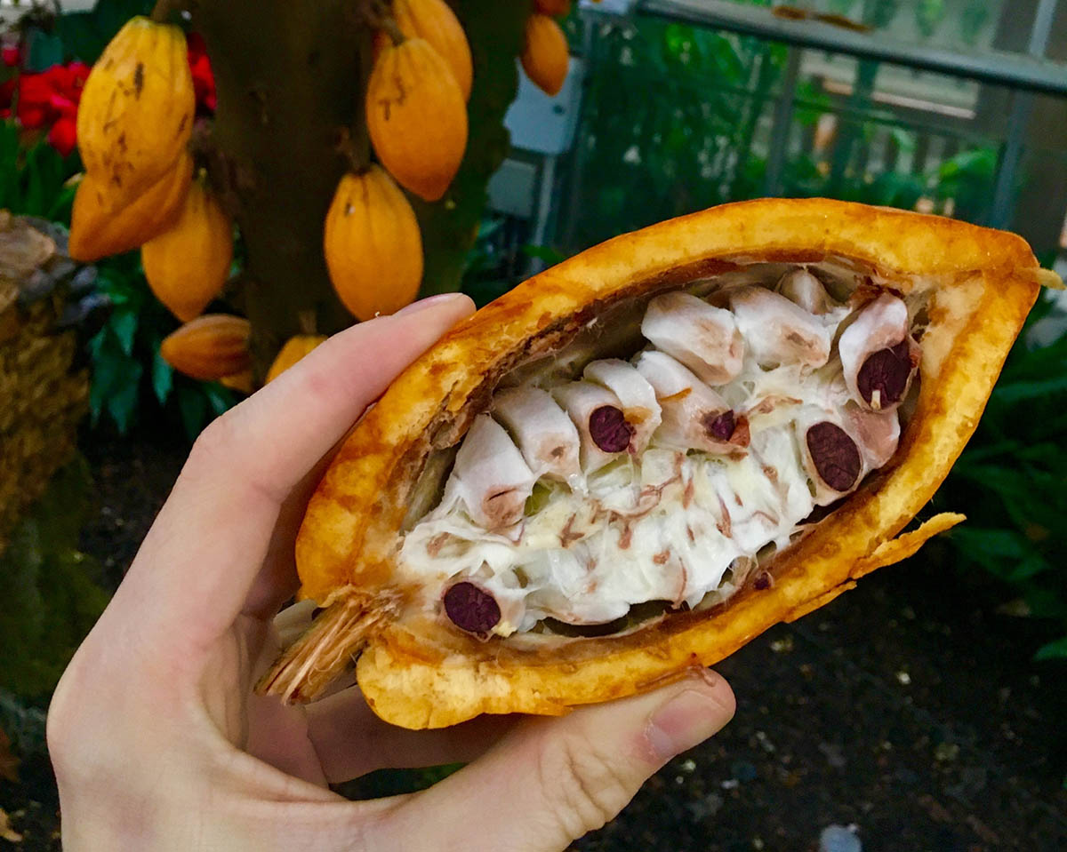 Cacao pod halved to reveal cacao beans, a Peruvian superfood rich in minerals and antioxidants.
