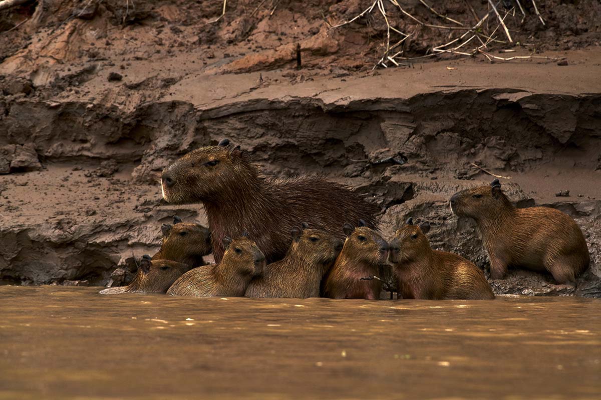 An adult capybara surrounded by seven babies resting along the river banks in the Amazon Rainforest.