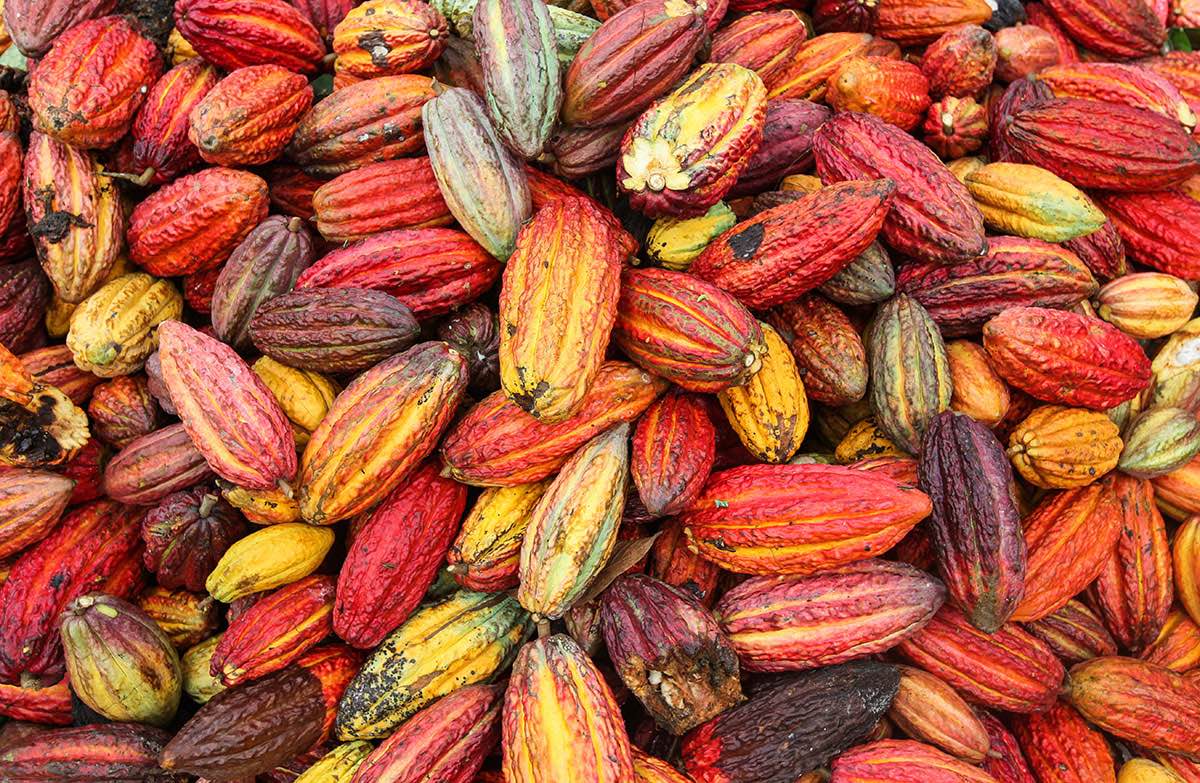 The whole picture is take up of red, yellow, and purple cocoa beans