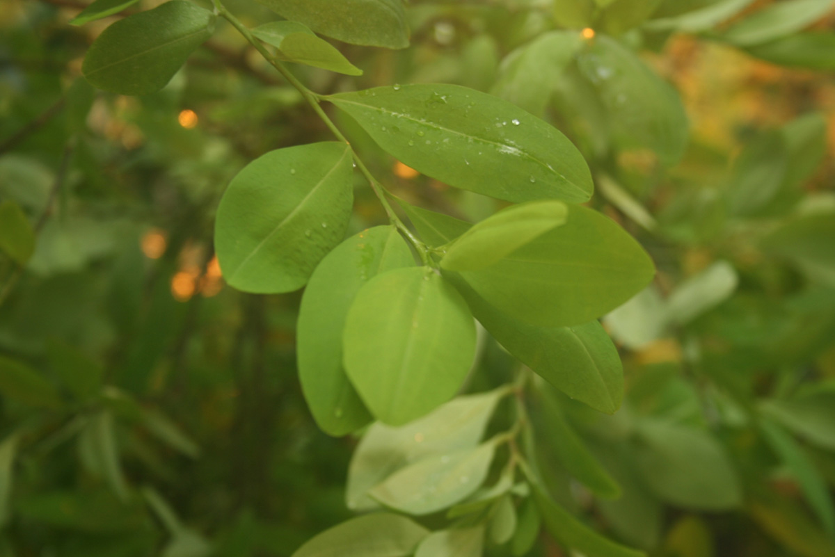 Coca leaves growing wild, known to combat altitude sickness and as offerings in Andean ceremonies