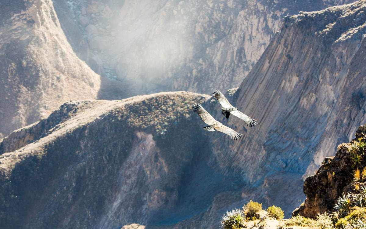 Two giant Andean condors soaring majestically in the sunlight above Colca Canyon in Peru.