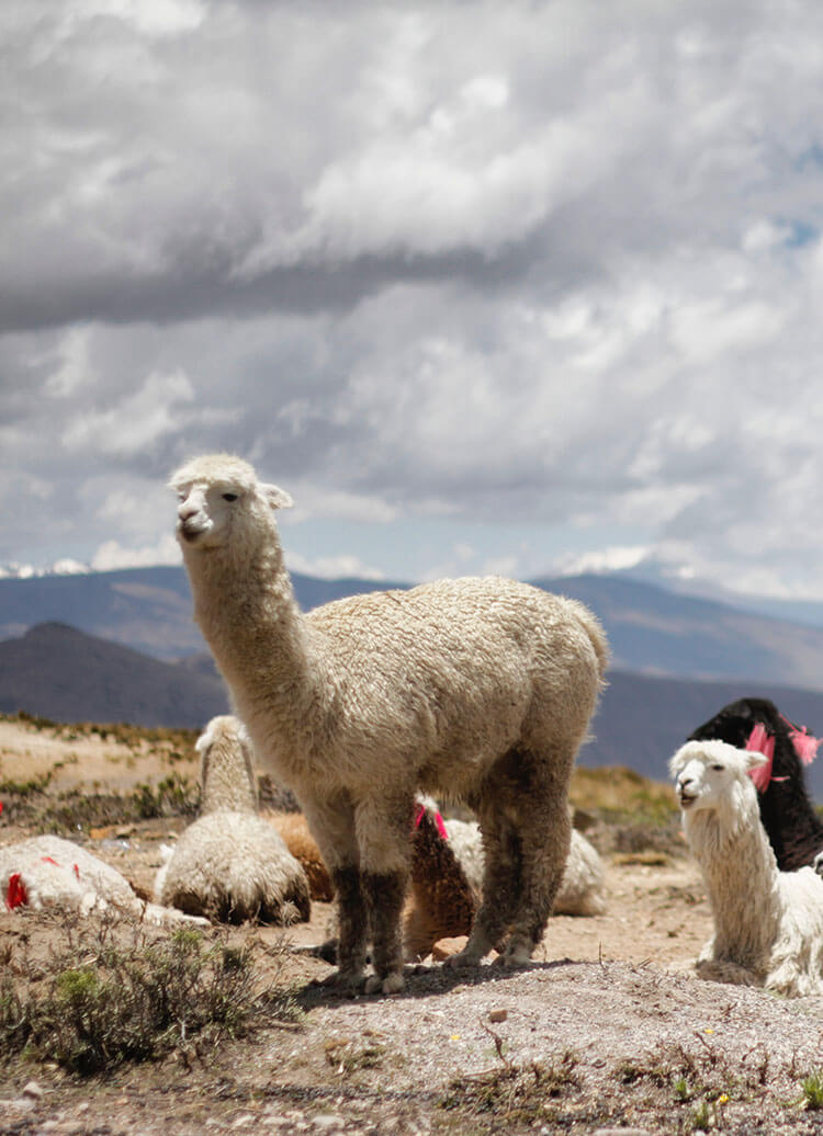 Furry llamas at Colca Canyon in Arequipa, Peru