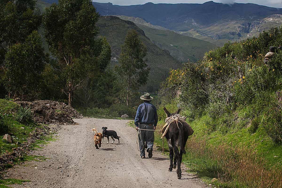 Farmer walking on a dirt road leading a mule and two dogs in the Colca Valley.