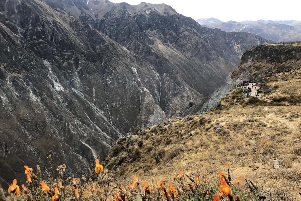 Yellow flowers near where the condors fly in Colca Canyon, Peru.