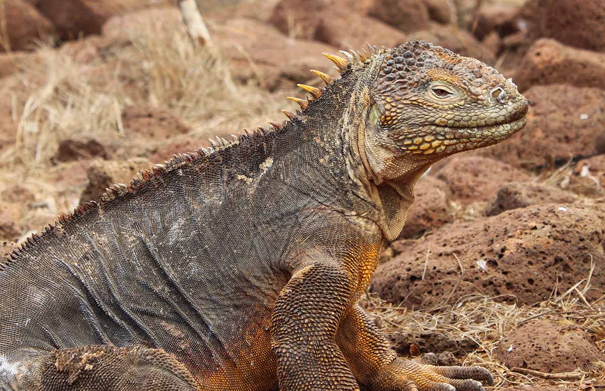 A large brown and orange lizard in the Galapagos Islands, one of many animals found in this place.