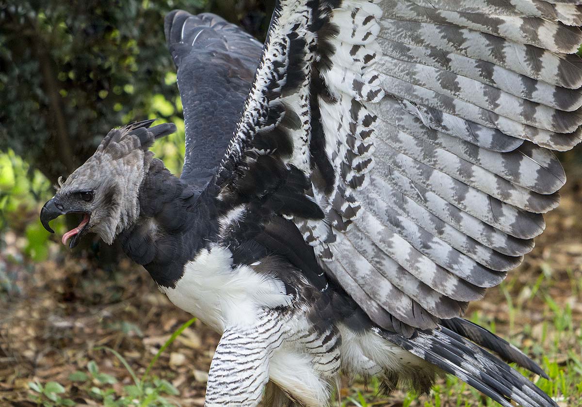 A harpy eagle, with black, gray, and white feathers, flaps its wings while on the ground.
