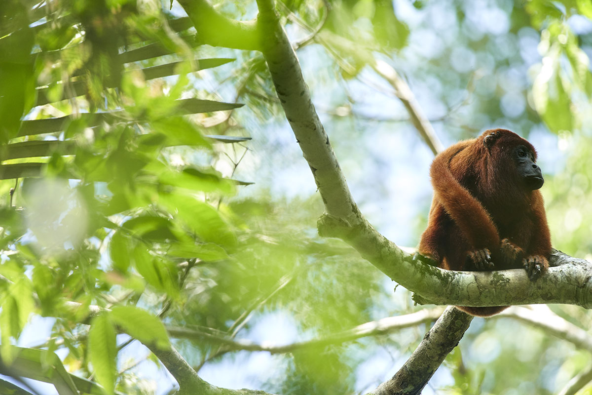 A monkey with red fur sits on a green tree branch, surrounded by greenery.