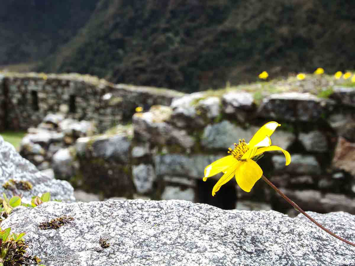 yellow flower on the Inca Trial with ruins behind it