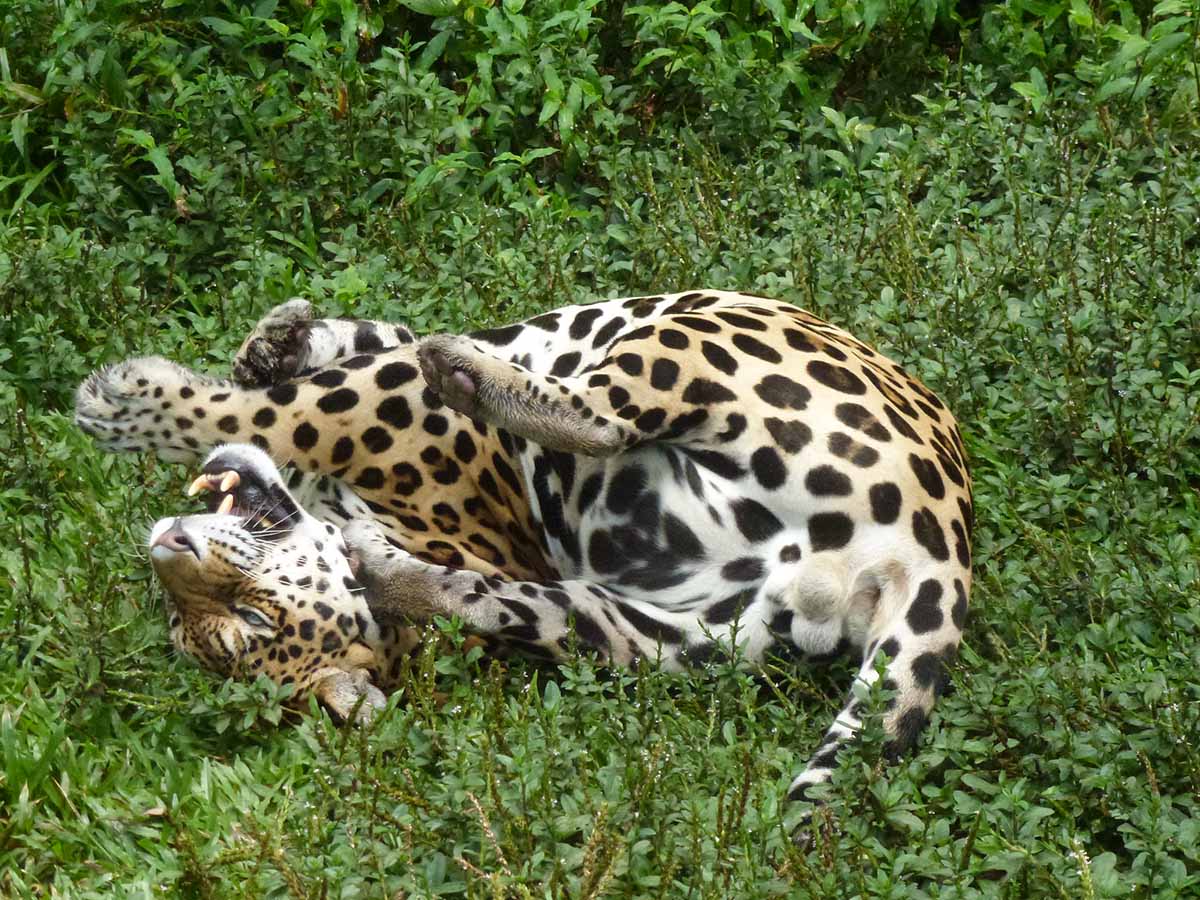 A jaguar scratches his head with his back foot. His fur is golden and white with black spots.