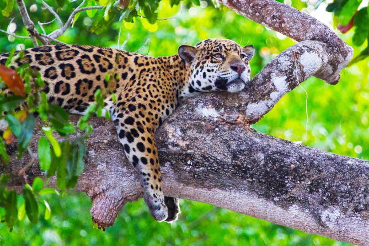 Jaguar resting in a tree with green leaves covering the background