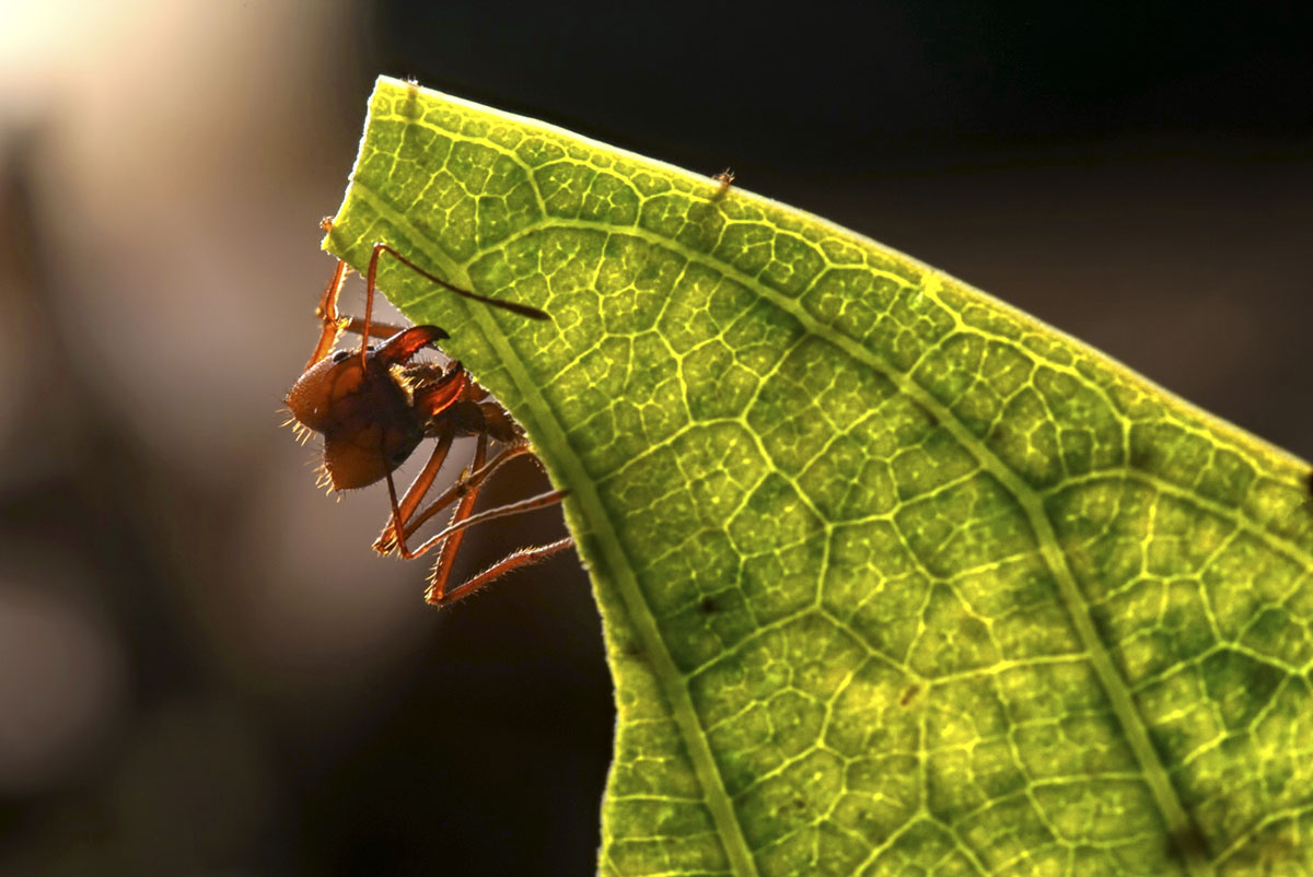 A leafcutter ant holds onto the edges of a bright green leaf in the Amazon.