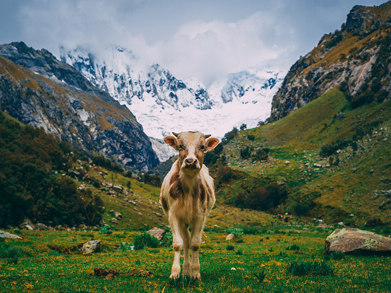 A cow in Peru's Llaca Valley