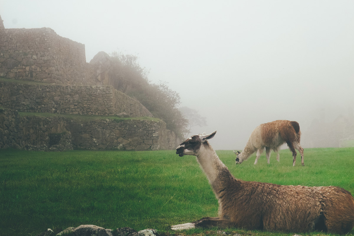 Foggy Machu Picchu obscures some of the ruins as two llamas sit in the foreground.