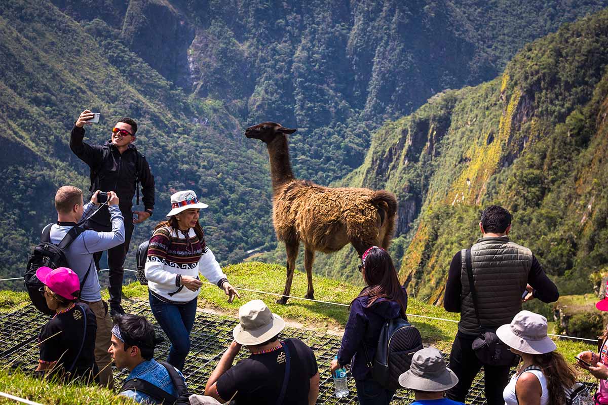 A group of happy and smiling tourists taking photos with a brown llama on the terraces.