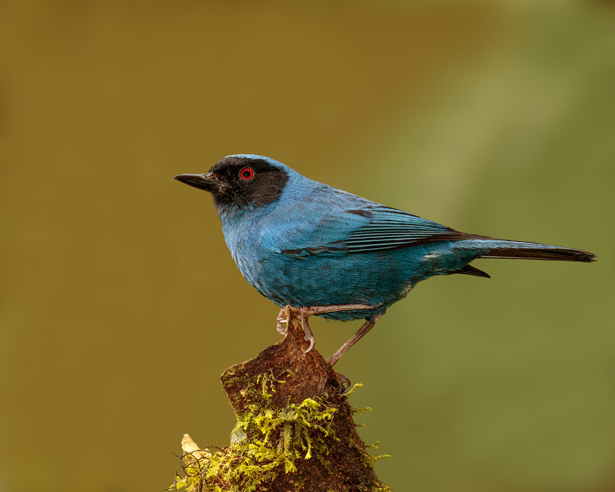 a bright blue bird with a black head and beak sits perched at the end of a branch