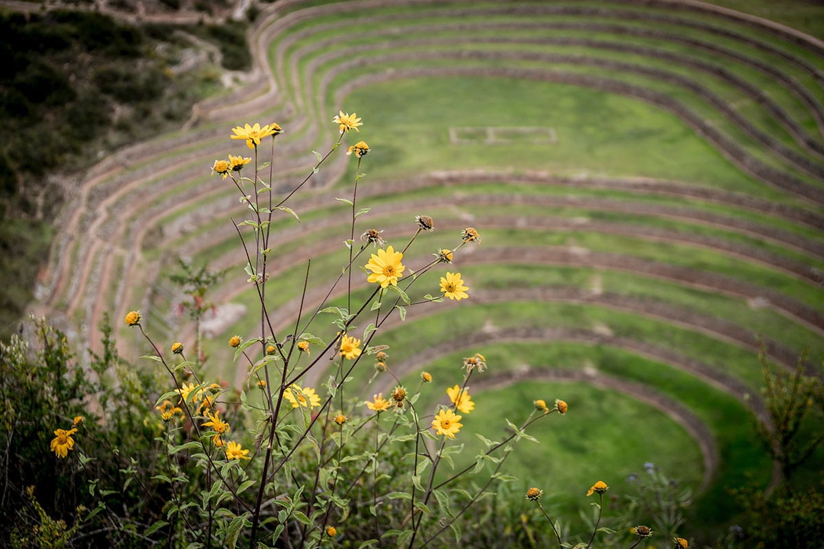 Yellow flowers grow in front of the green Moray ruins in the Sacred Valley