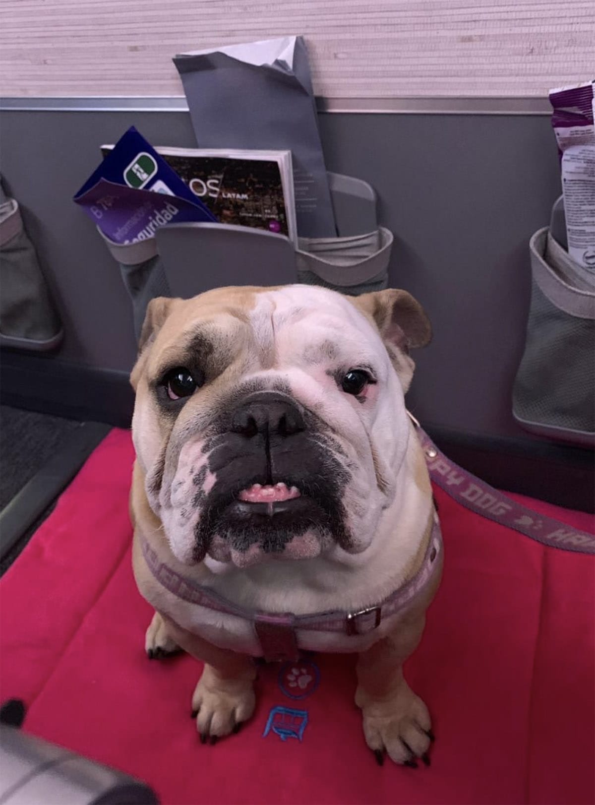 An English bulldog with an underbite sitting on an airplane seat.