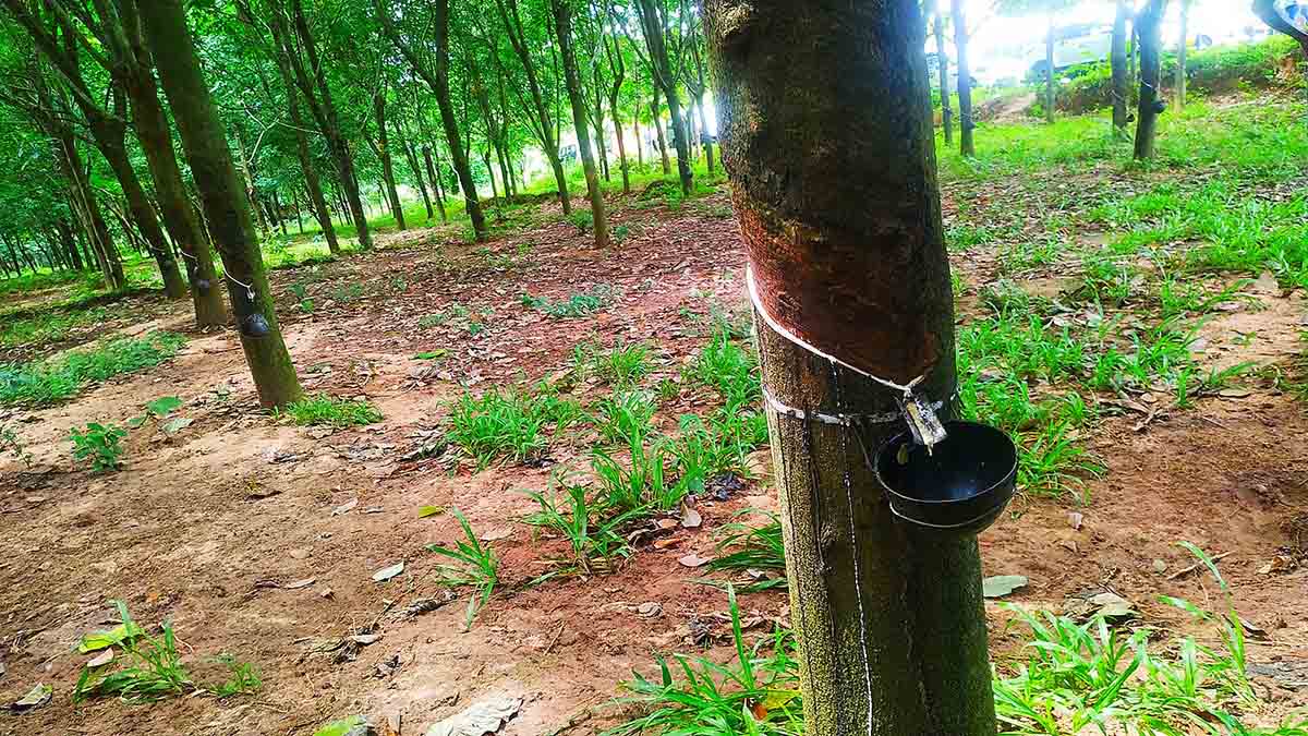 White liquid latex being tapped from rubber trees into bowls attached to their trunks.