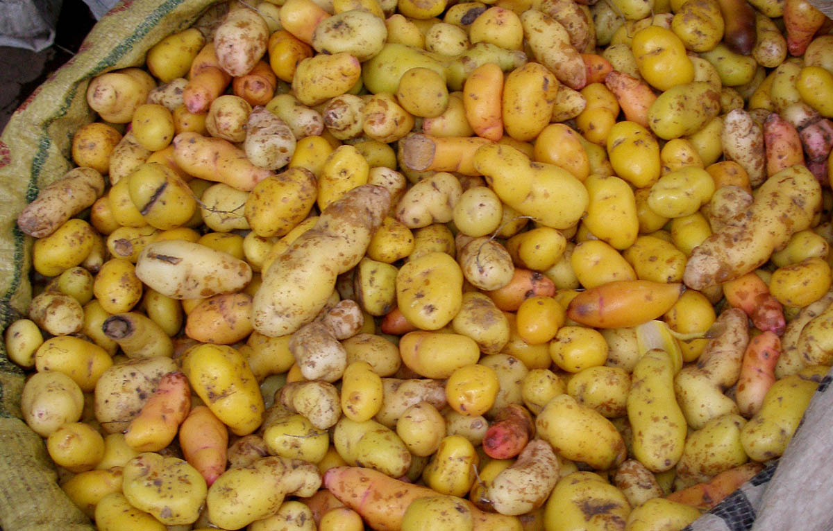 A pile of small olluco potatoes, one of thousands of native potatoes in Peru.