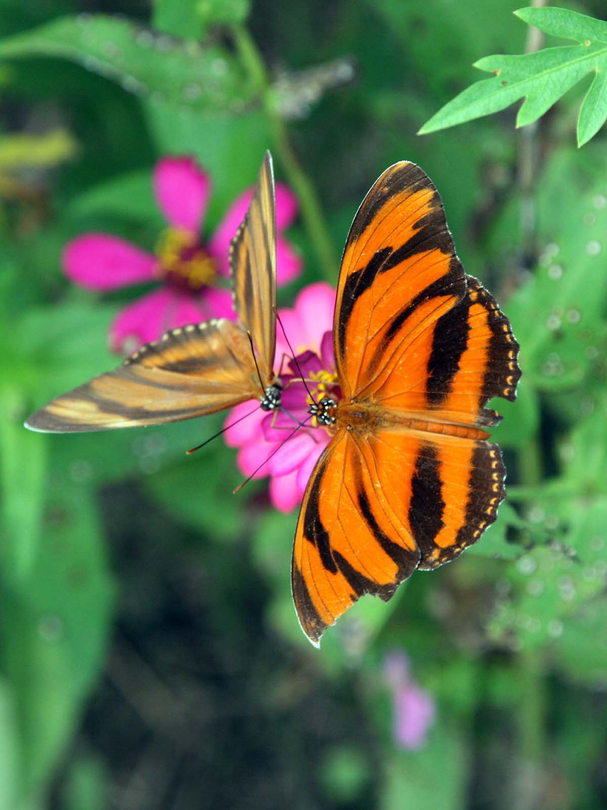 Two orange and black striped butterflies on a pink flower in the Peruvian rainforest.