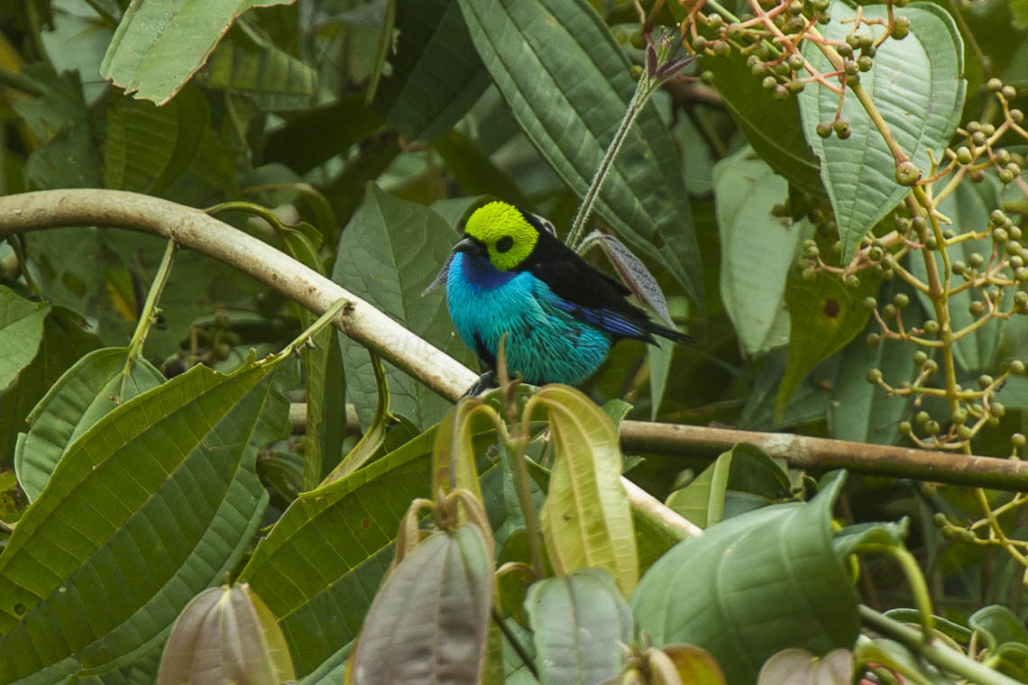 A paradise tanager, a small Amazonian bird with black, turquoise and lime green feathers.