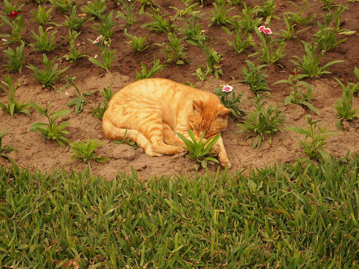 Orange cat sleeping in a flower bed at Parque Kennedy.