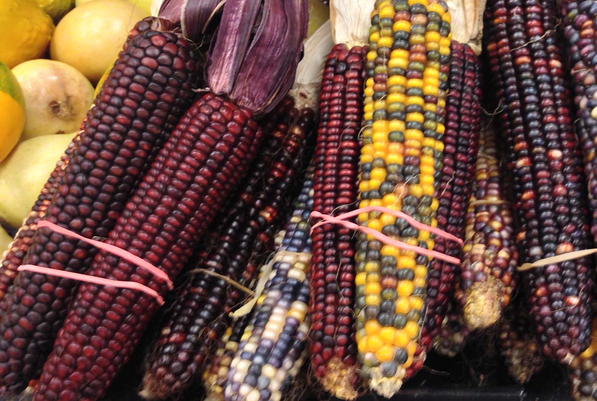Peruvian purple corn, an Andean superfood known for high levels of antioxidants