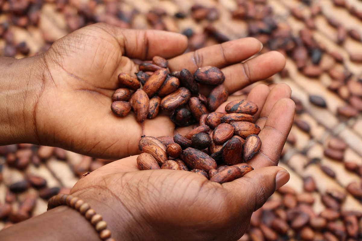 Two hands cupped full of Peruvian cocoa beans, a superfood with vitamins, minerals and antioxidants