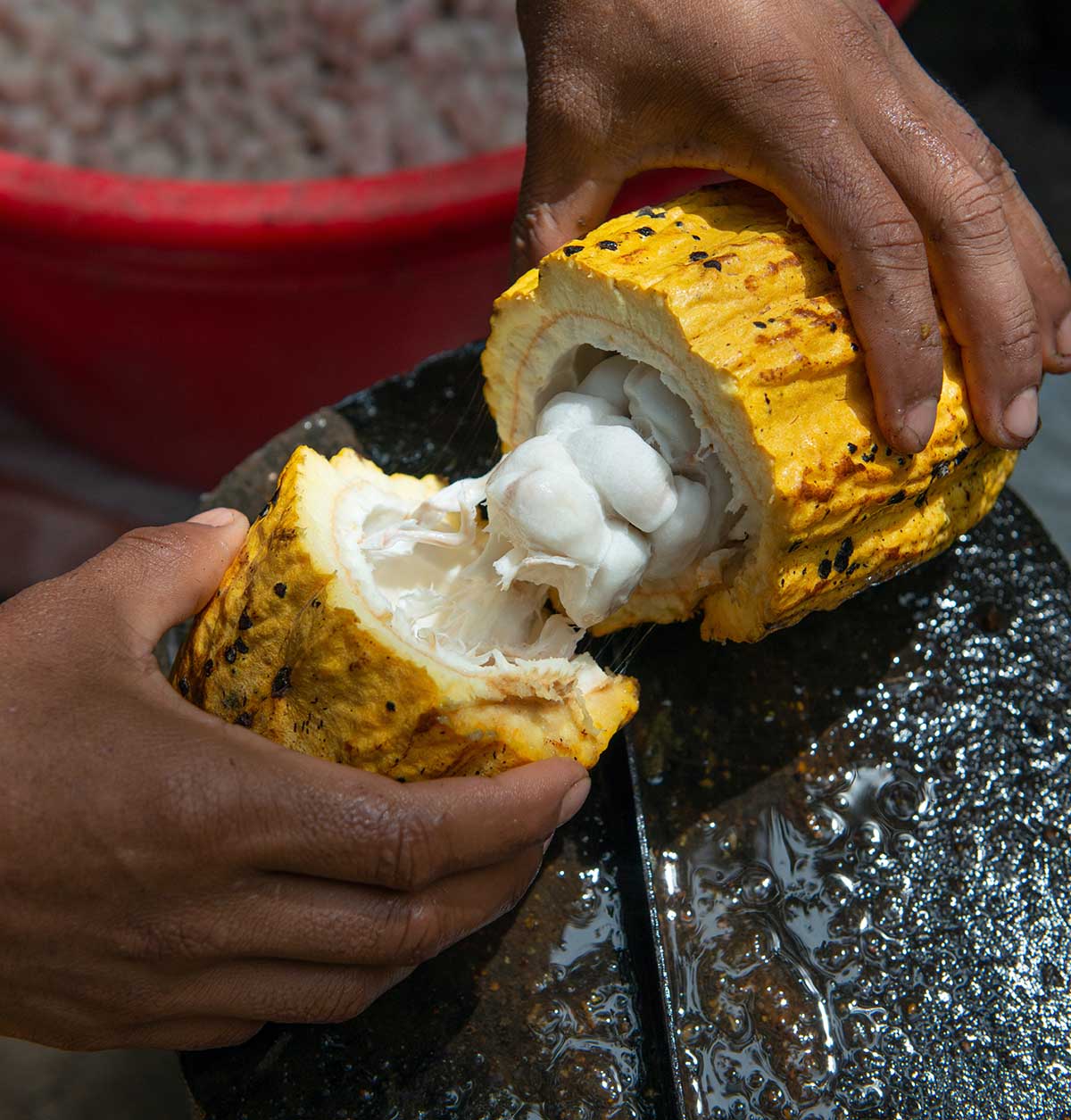 Two hands breaking open a yellow cacao pod to reveal the white pulp-covered cacao beans.