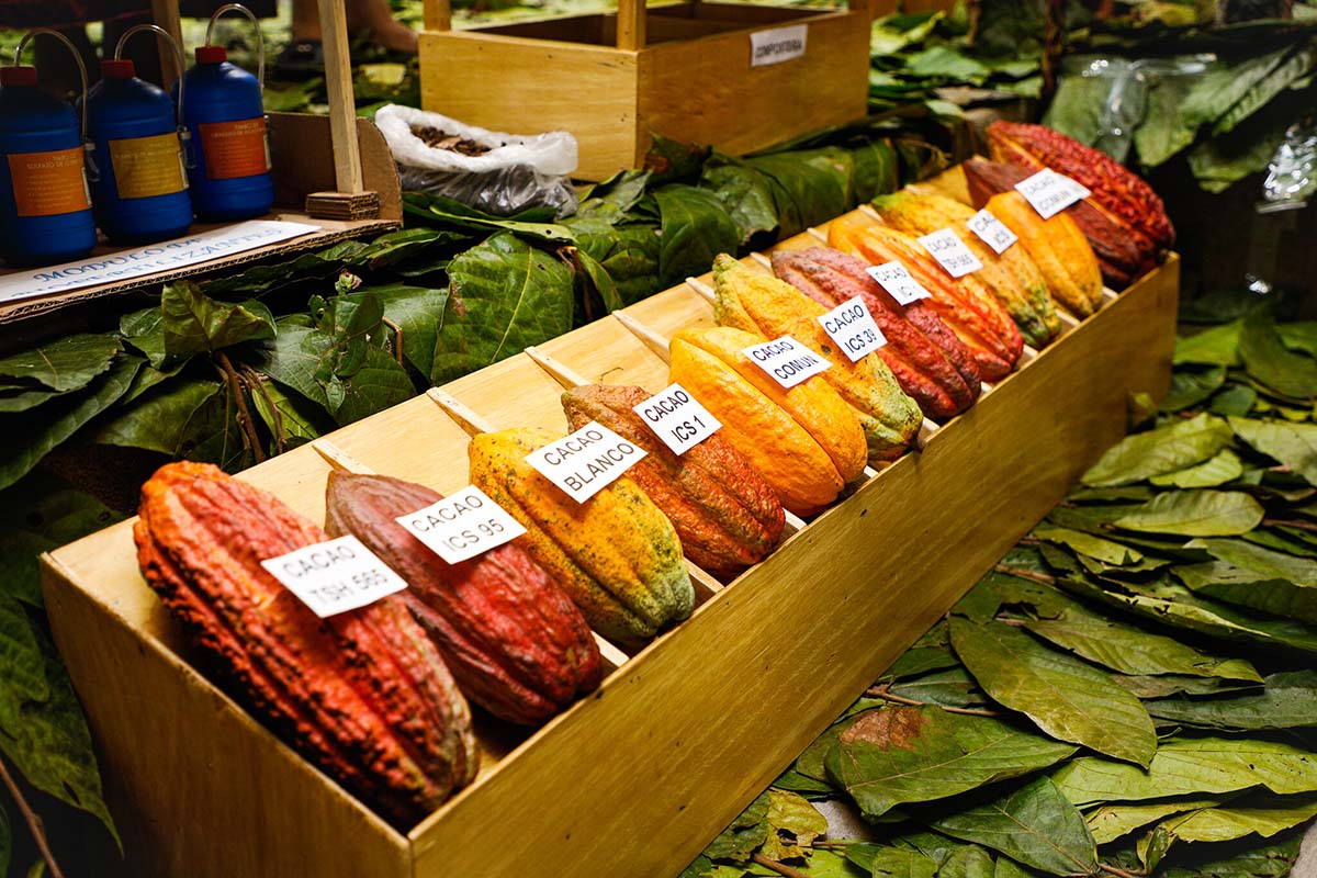 A row of different cacao pods on display at a local market, which can then be made into chocolate