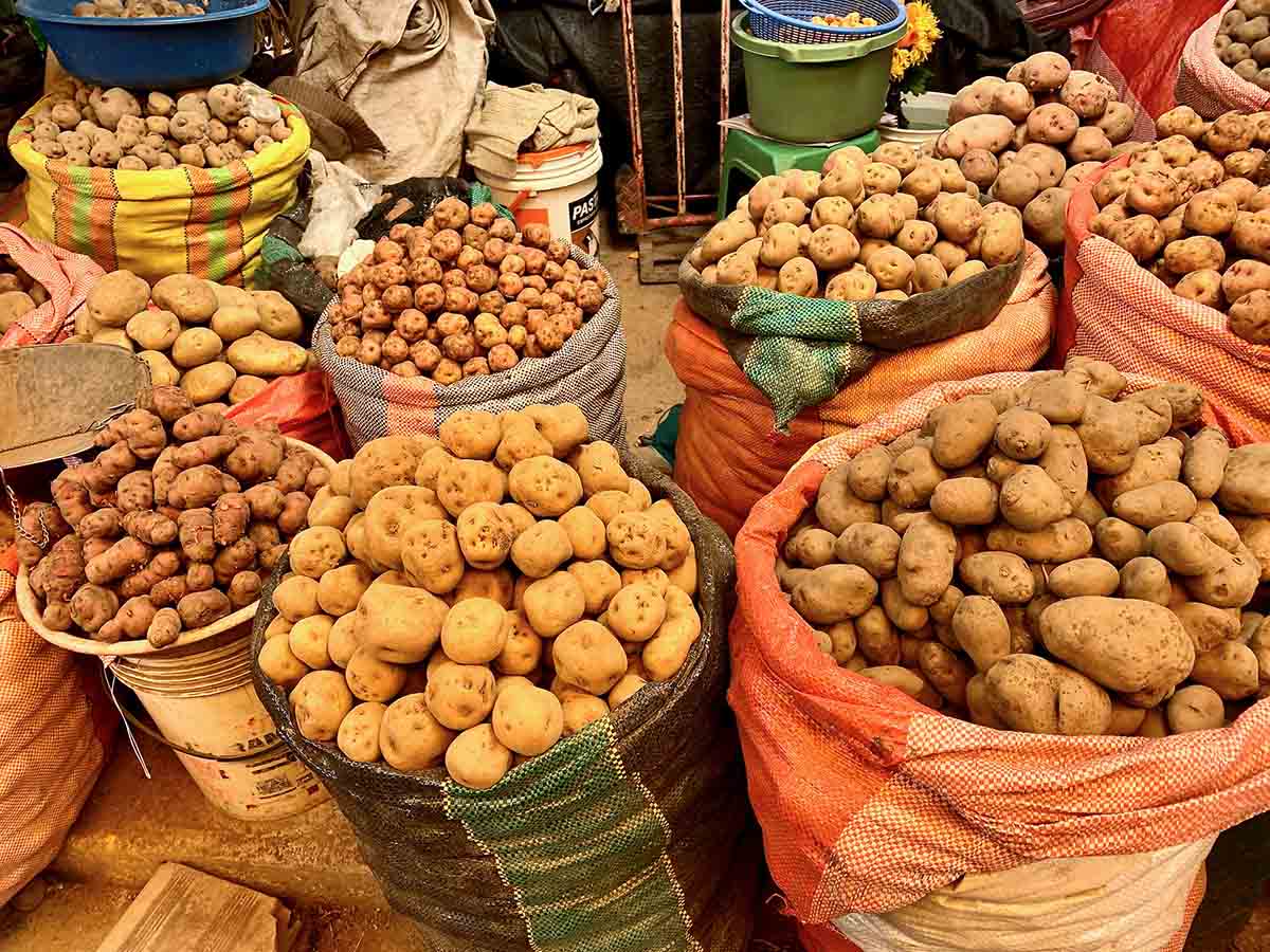 A large variety of Peruvian potatoes in sacks at a local market.