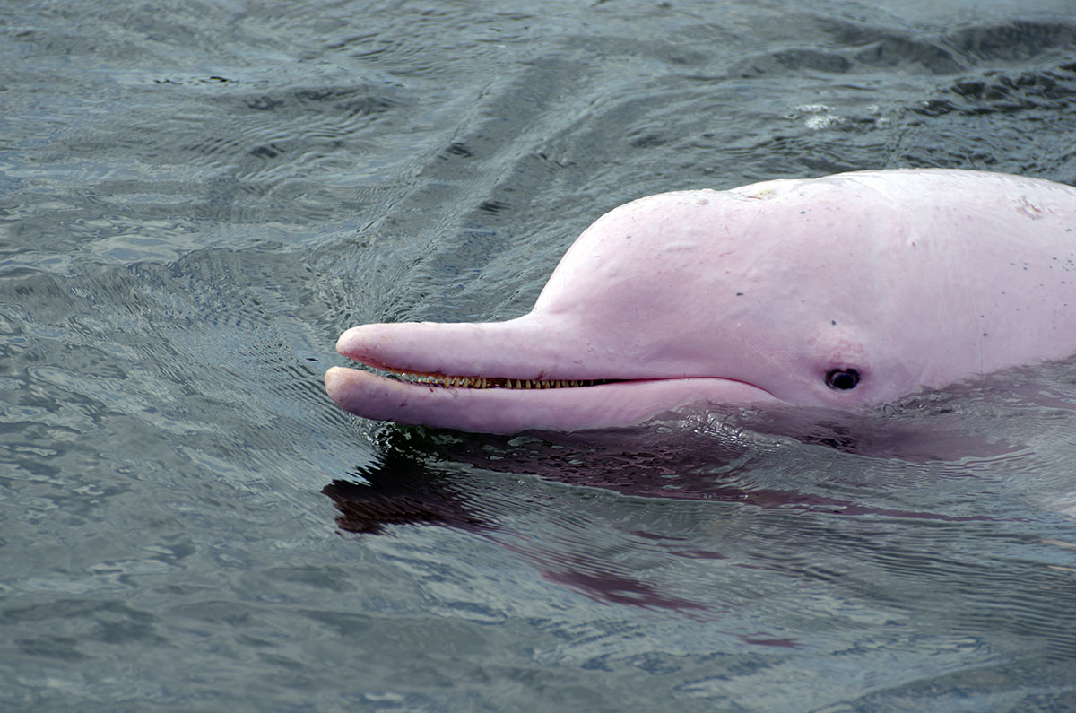 A dolphin with pink skin and a long nose peaks its head out of dark water.