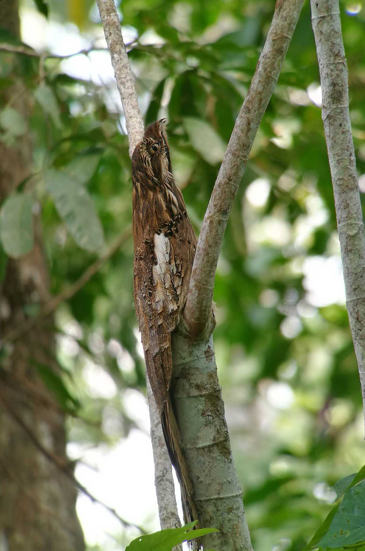 A potoo bird, with brown and white feathers, blends in with the tree it is standing on.