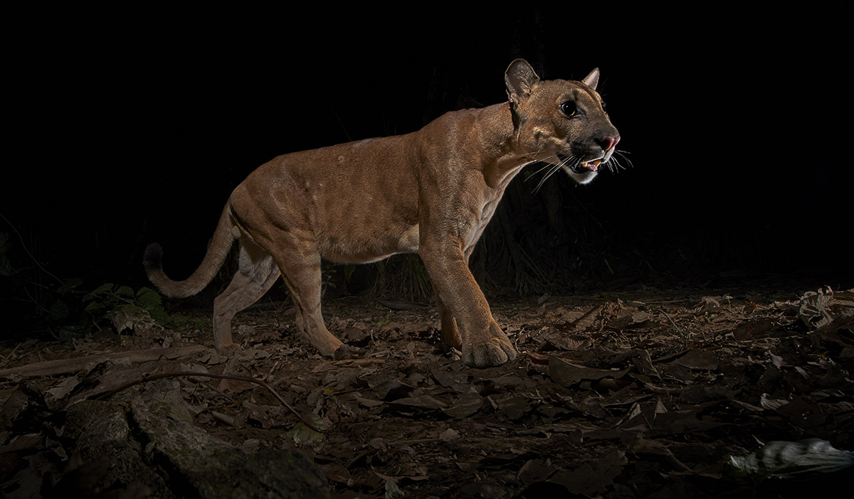 A low angle of a puma, a native cat living in the Amazon Rainforest.