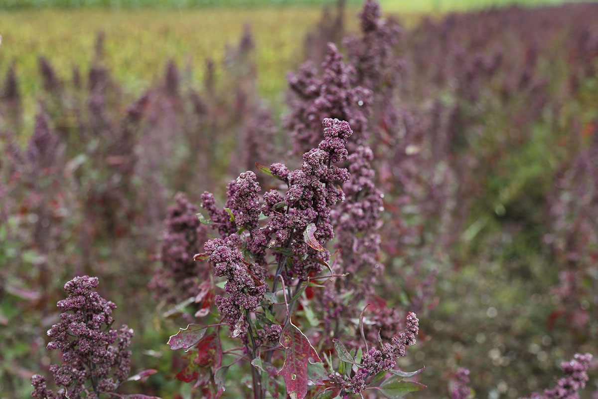 Several quinoa plants growing outside with purple seeds.