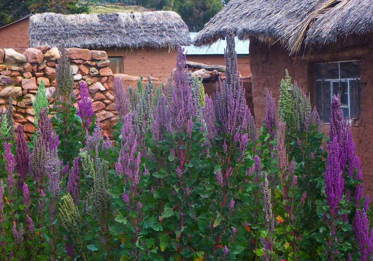 Quinoa plants with purple seeds growing in front of houses with thatched roofs.