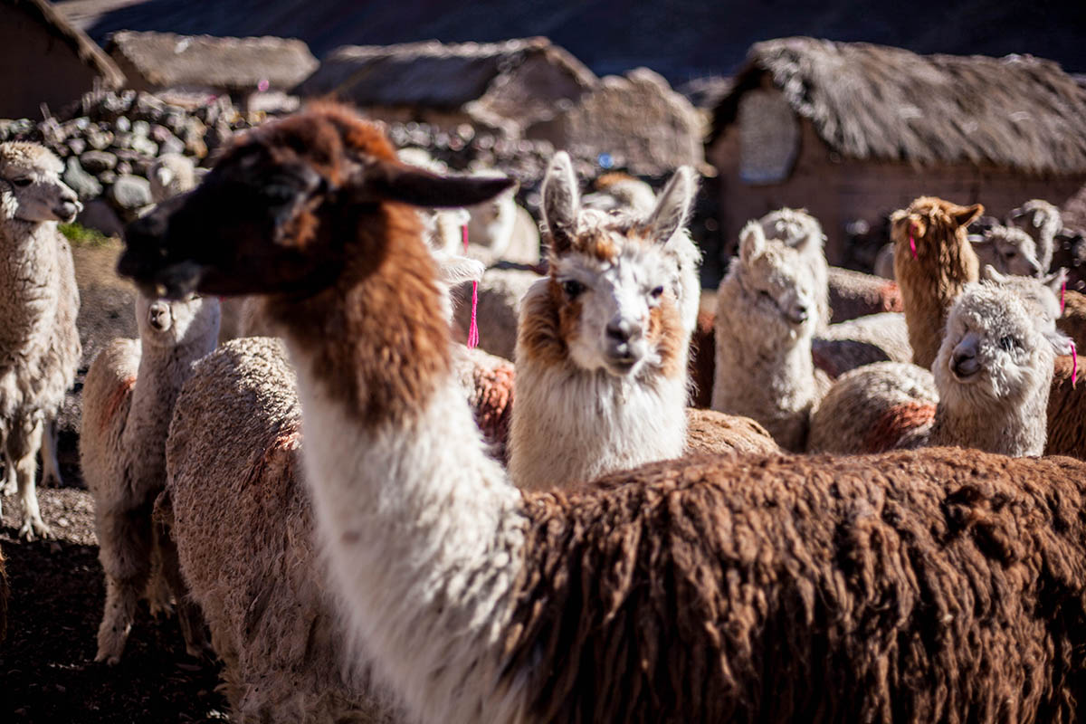 A herd of llamas along the way to Rainbow Mountain