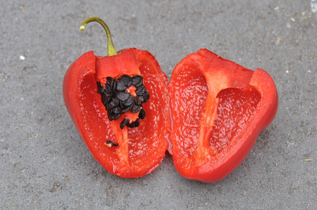 Red rocoto pepper cut in half with black seeds and green stem.