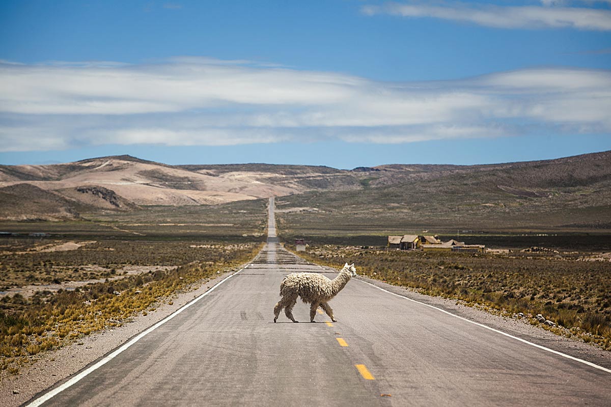 A shaggy looking white alpaca crossing a road in the Salinas and Aguada Blanca National Reserve.