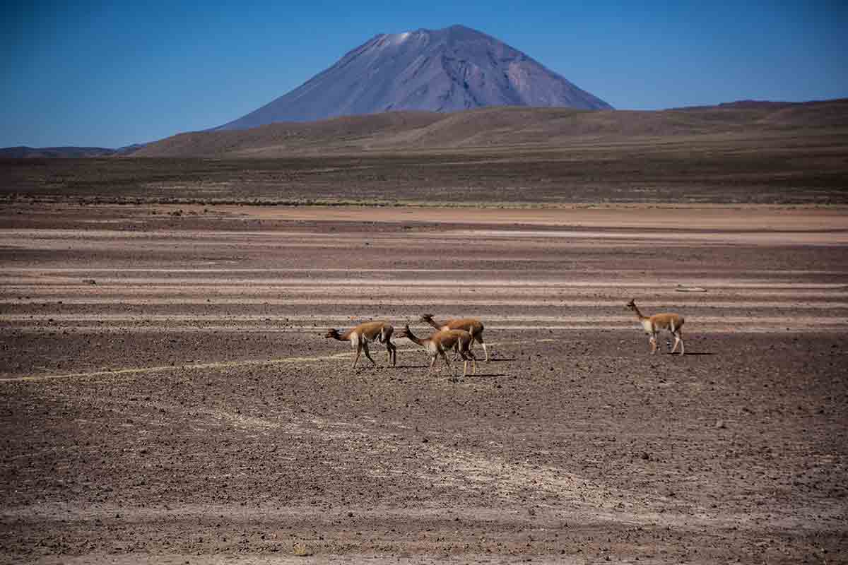 Four wild vicuñas walk through Salinas and Aguada Blanca National Reserve with a volcano behind.