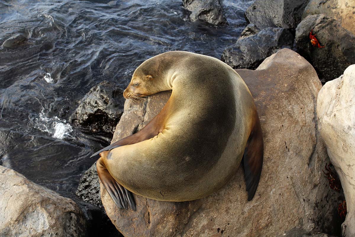 A sea lion sleeping on a rock in San Cristobal Island of the Galapagos with the ocean below.