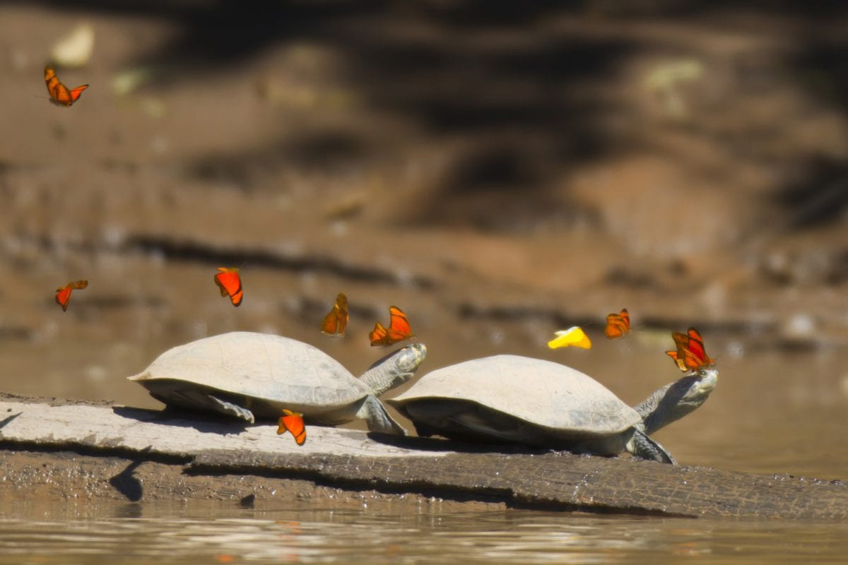 Two side-necked turtles with many orange and yellow butterflies swarming them to drink their tears.