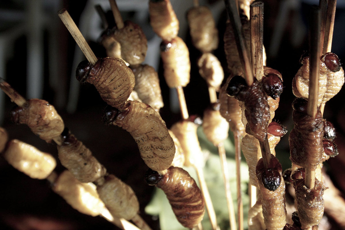 Grilled suri, chubby white worms, on skewers.