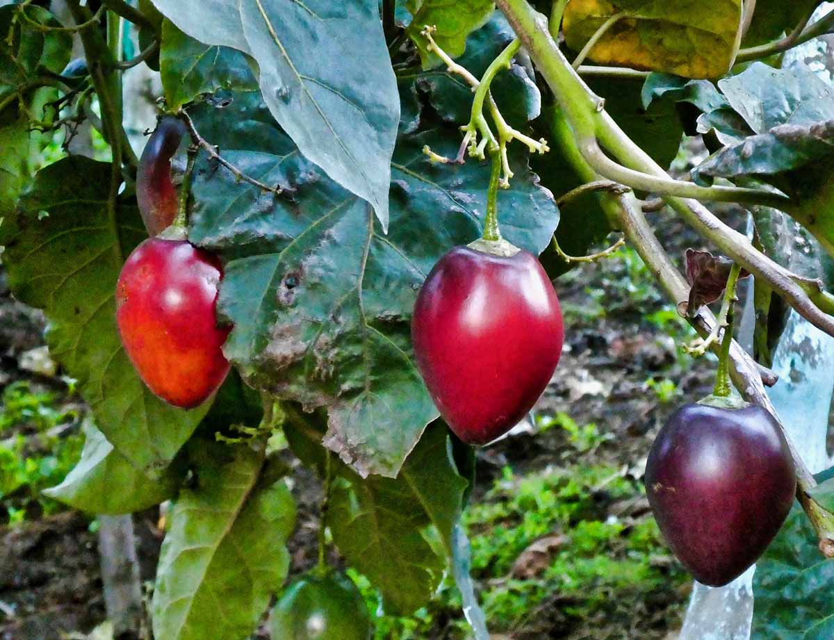 Three red tamarillo fruit growing on green, leafy branches.