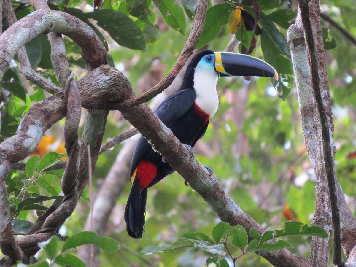 A white-throated toucan rests in a tree as it eats a berry.