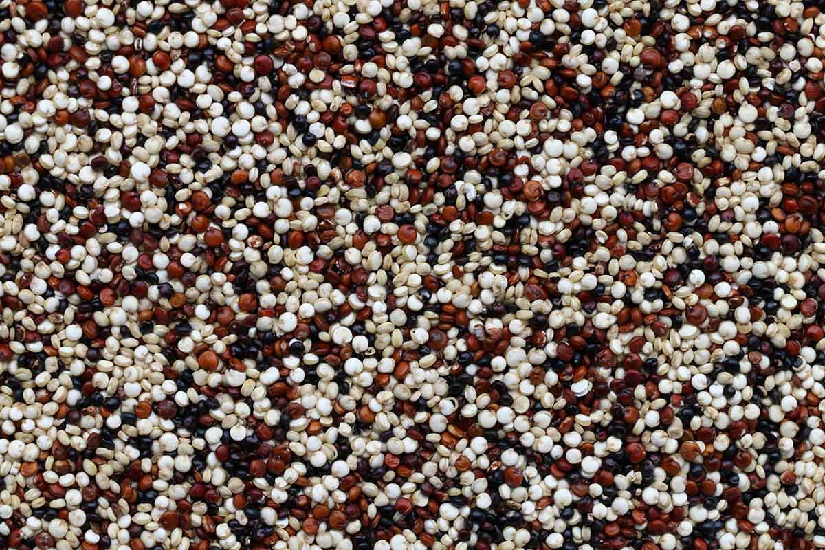 Red, white and black quinoa seeds mixed together.